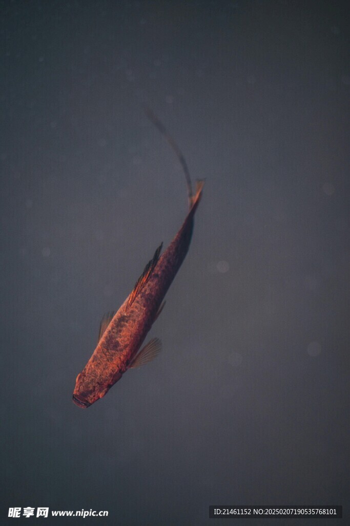 锦鲤