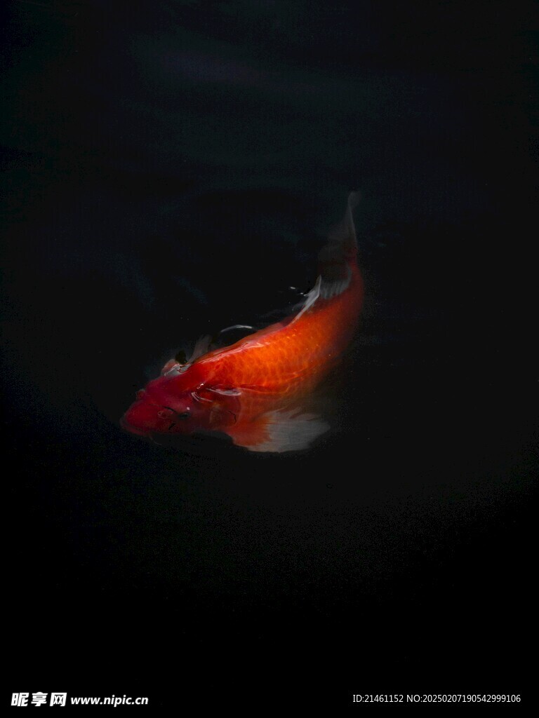 锦鲤