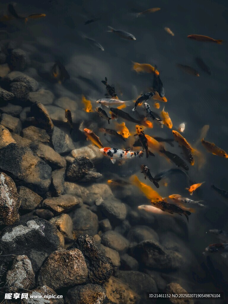 锦鲤