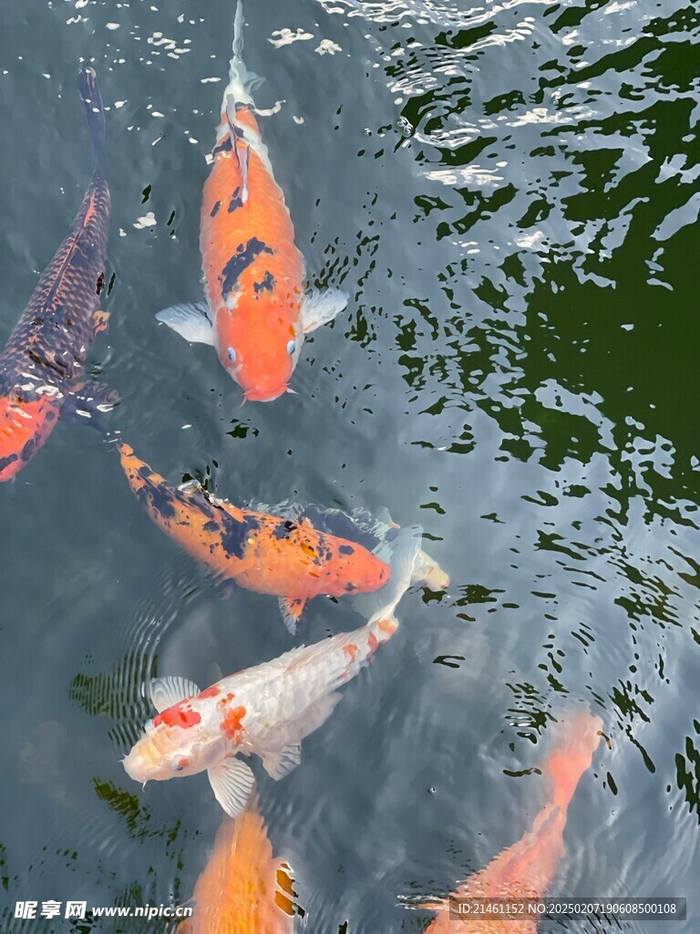 锦鲤