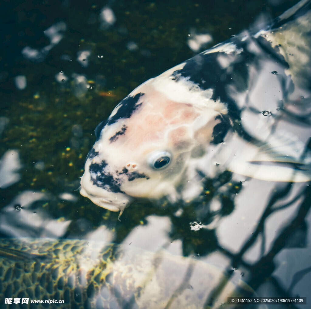 锦鲤