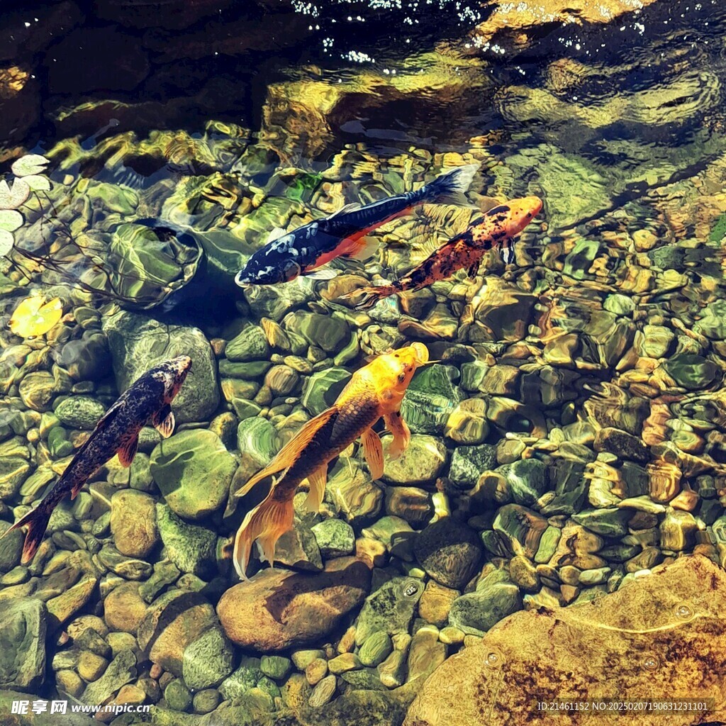 锦鲤