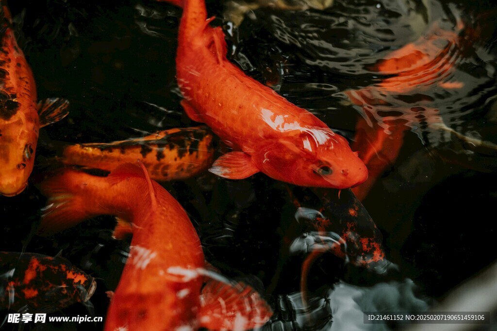 锦鲤
