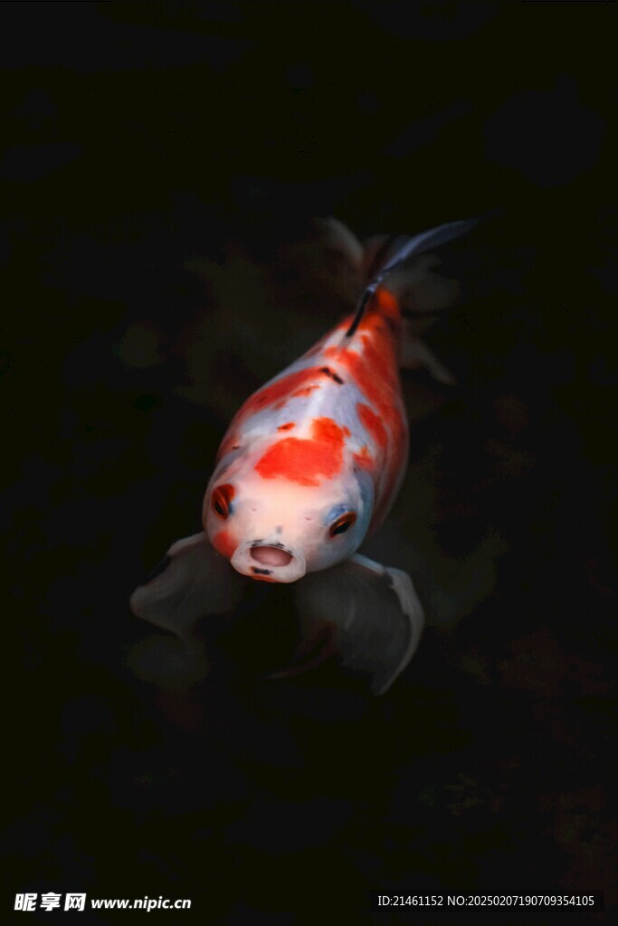 锦鲤