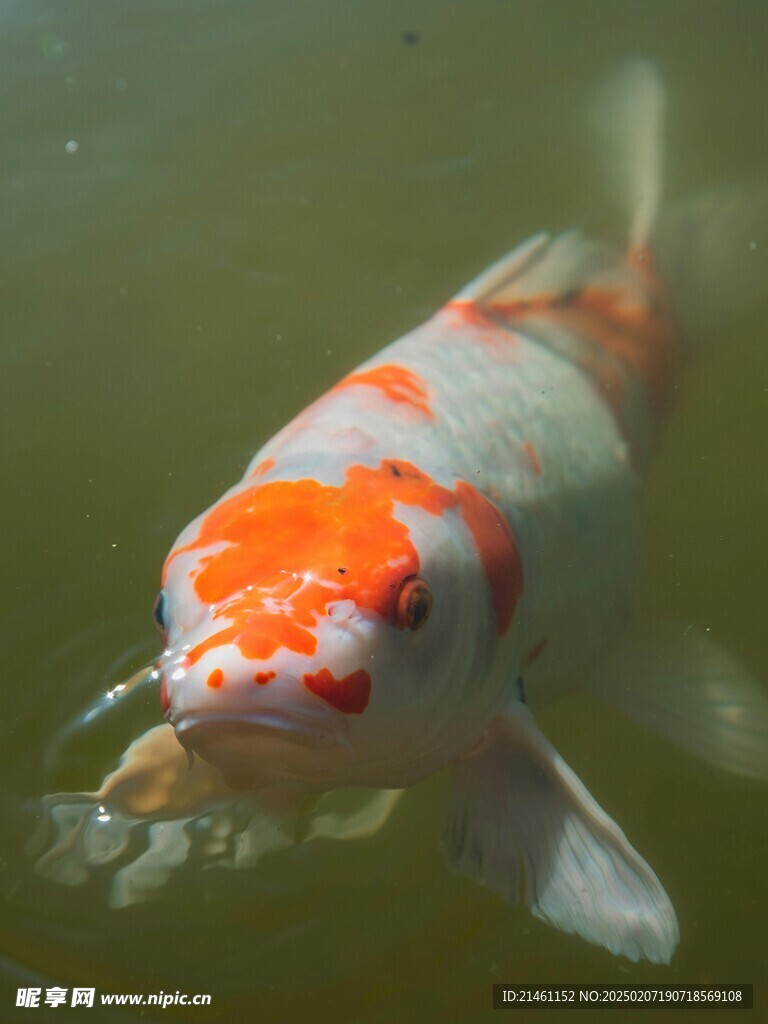 锦鲤