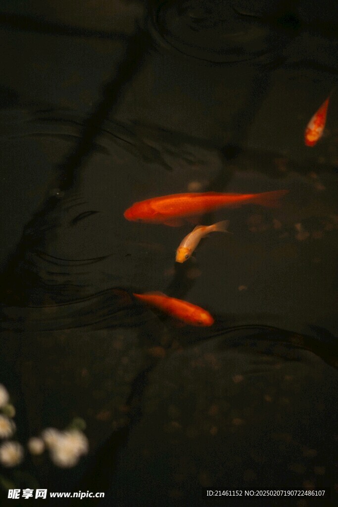 锦鲤