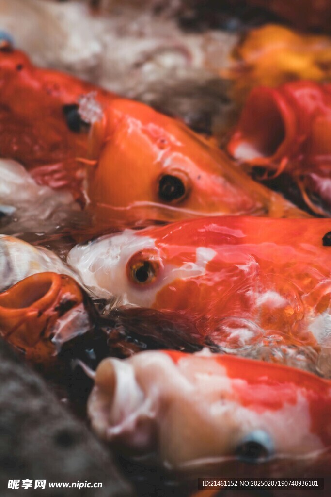 锦鲤