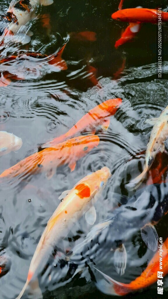 锦鲤