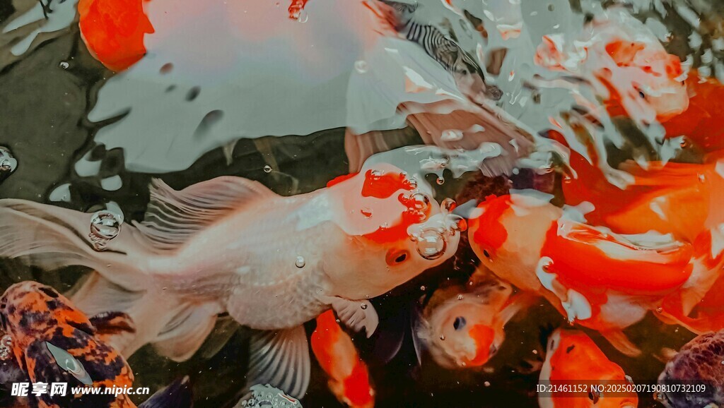锦鲤