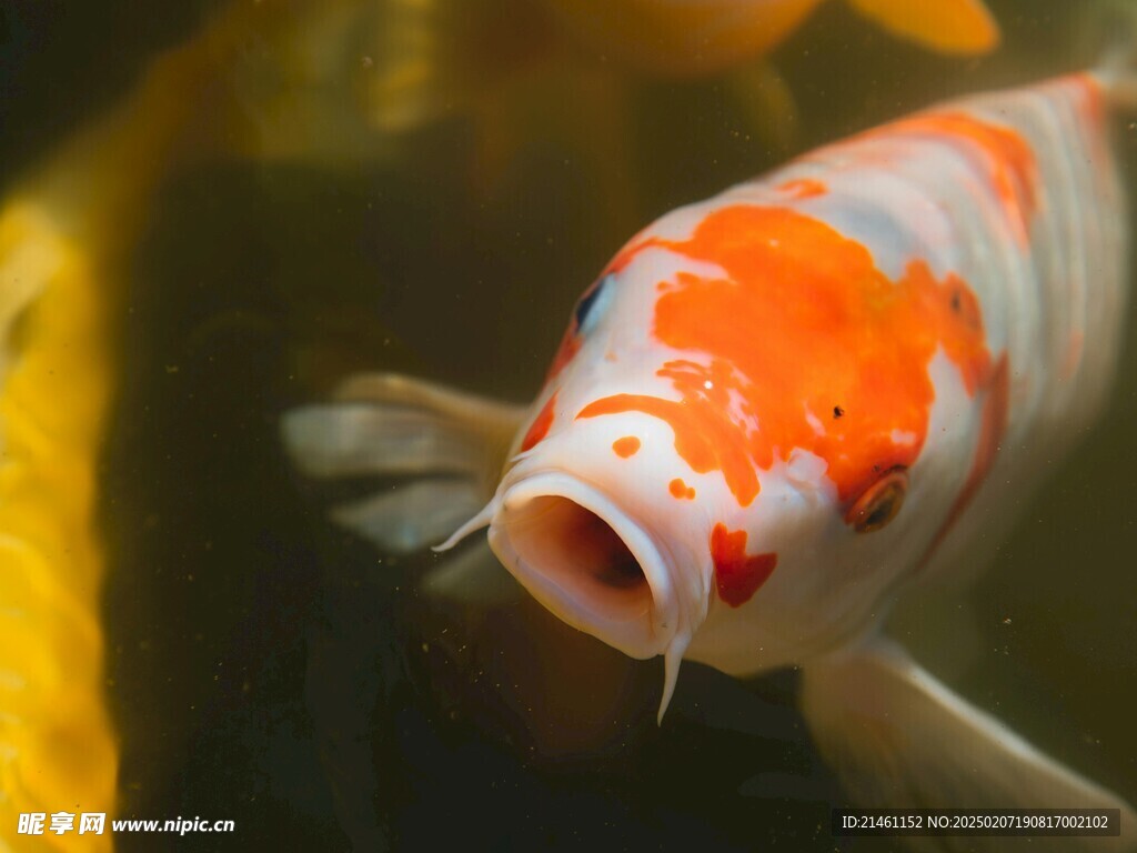 锦鲤
