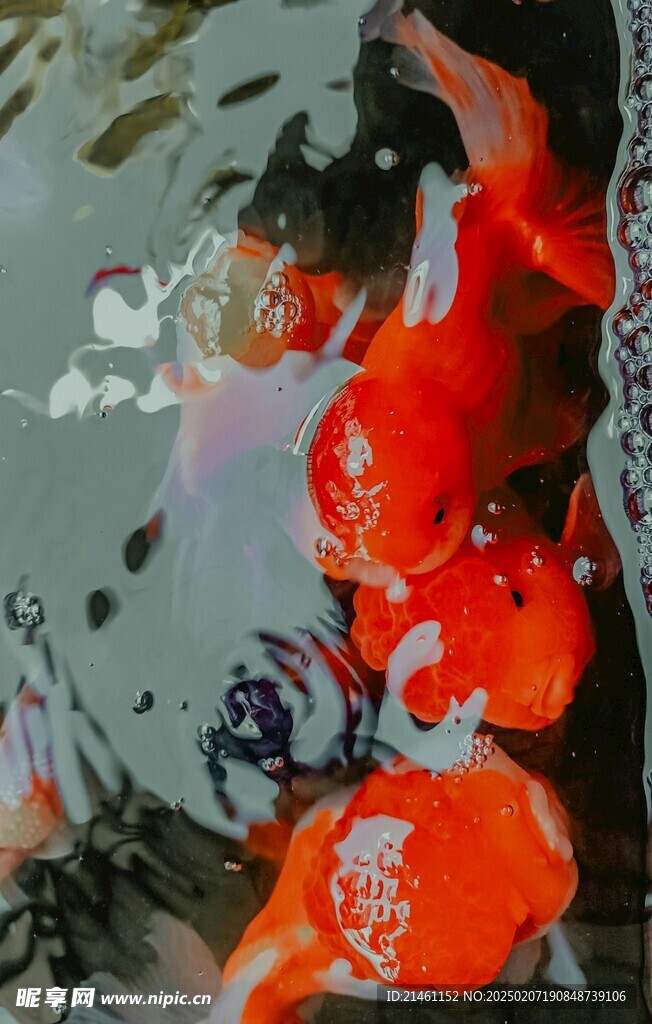 锦鲤