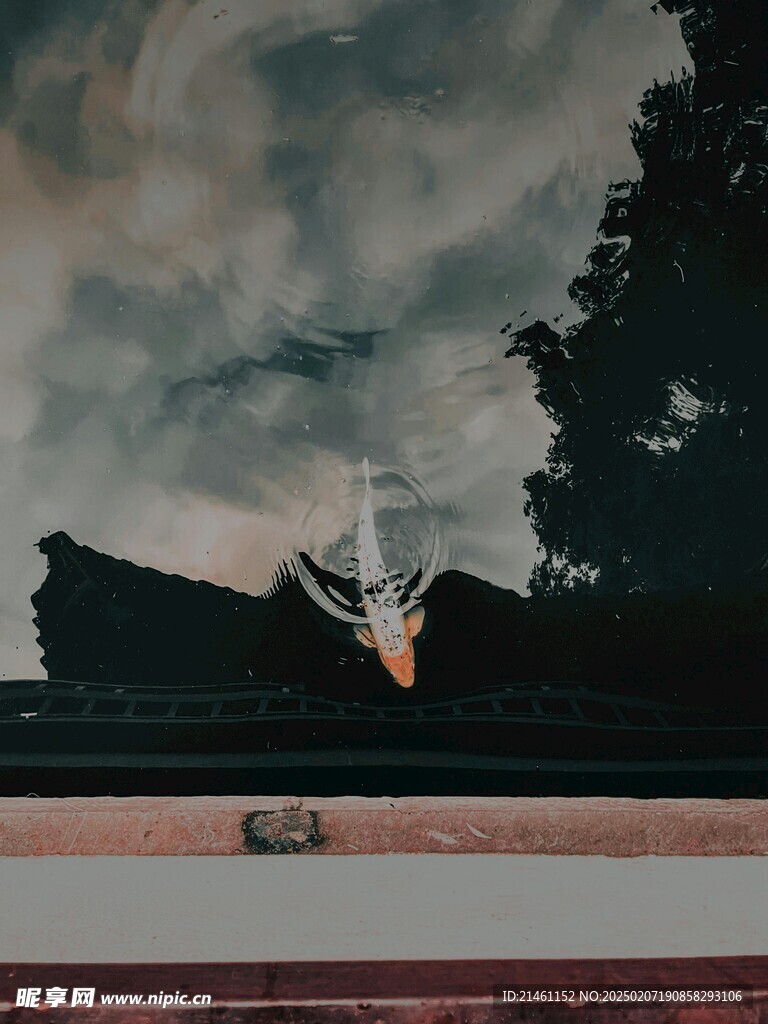 锦鲤