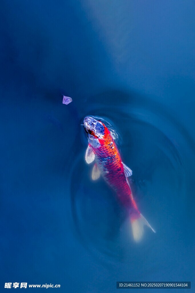 锦鲤