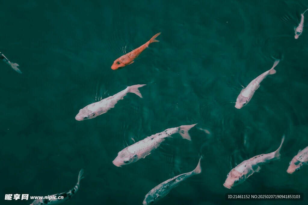 锦鲤
