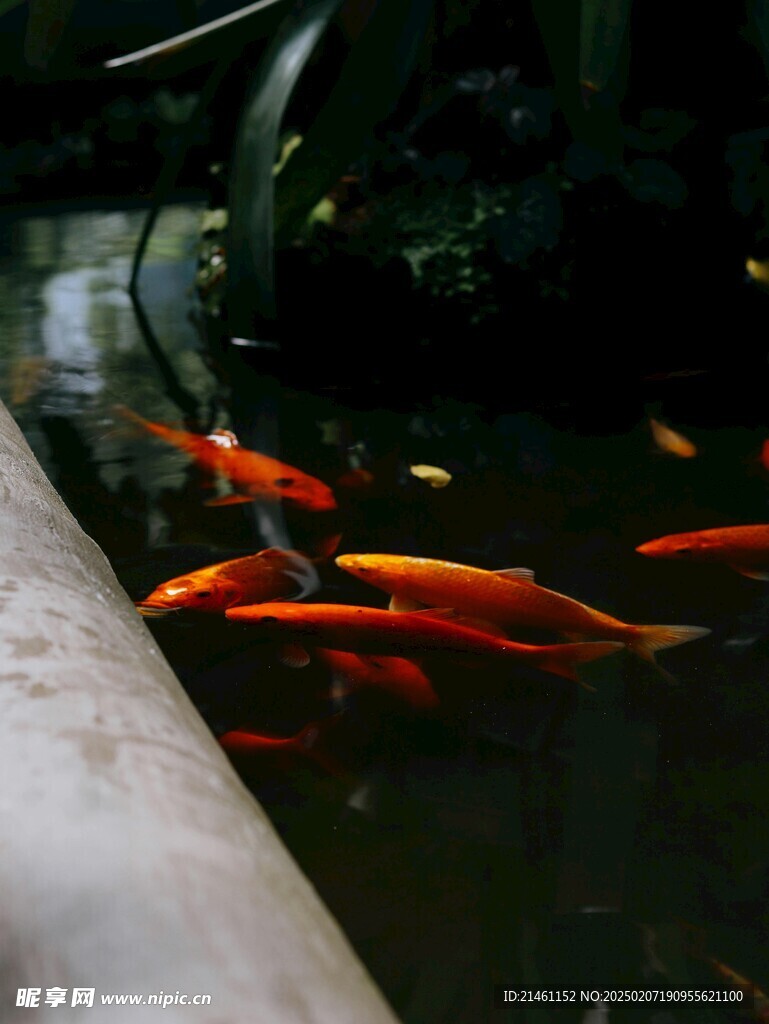 锦鲤