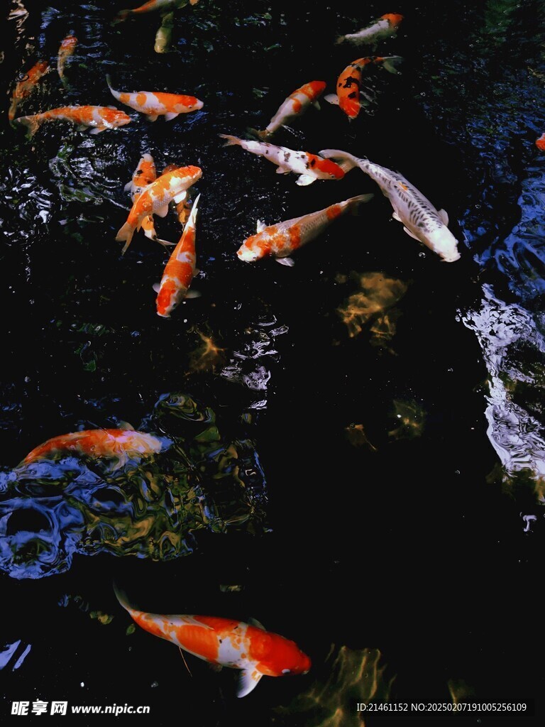 锦鲤