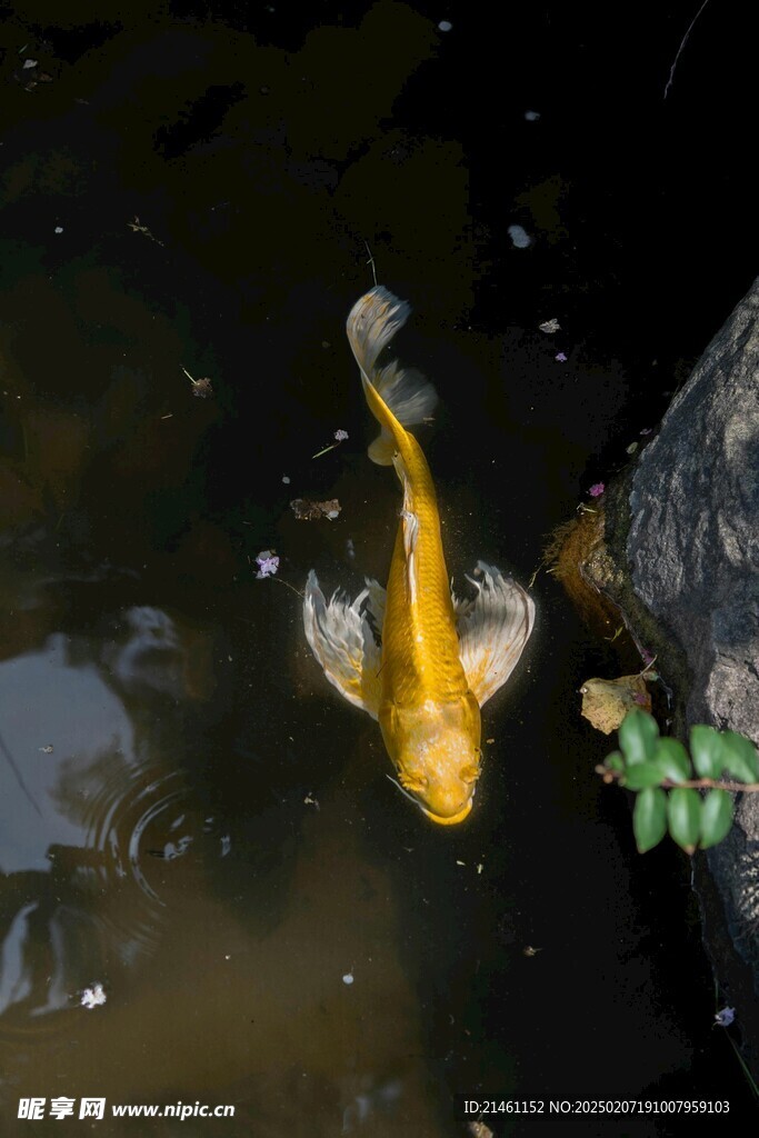 锦鲤