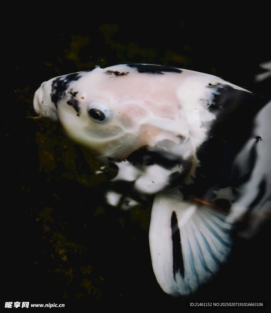 锦鲤