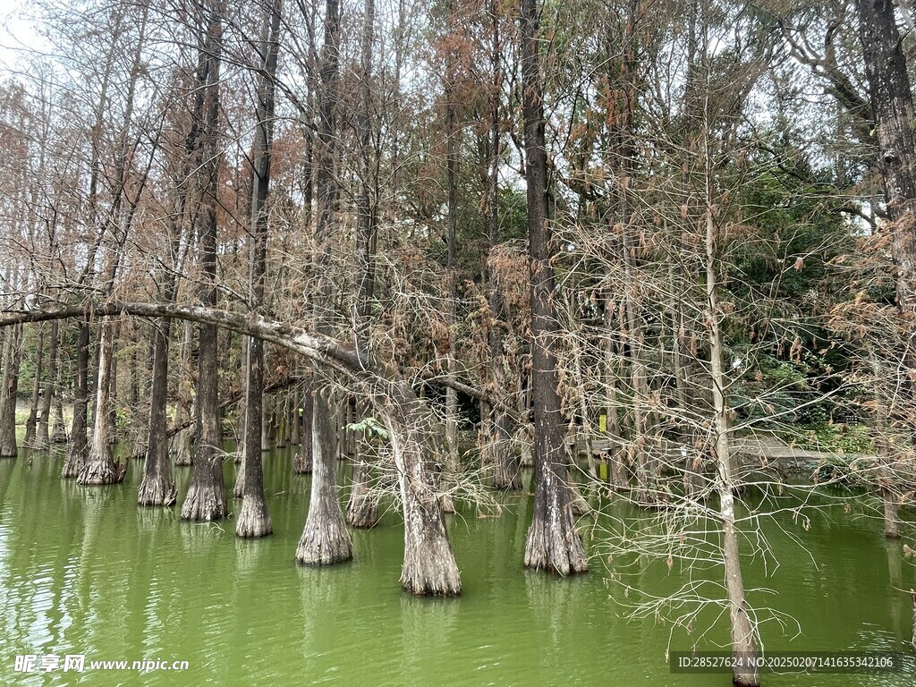 水杉