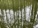 水杉林