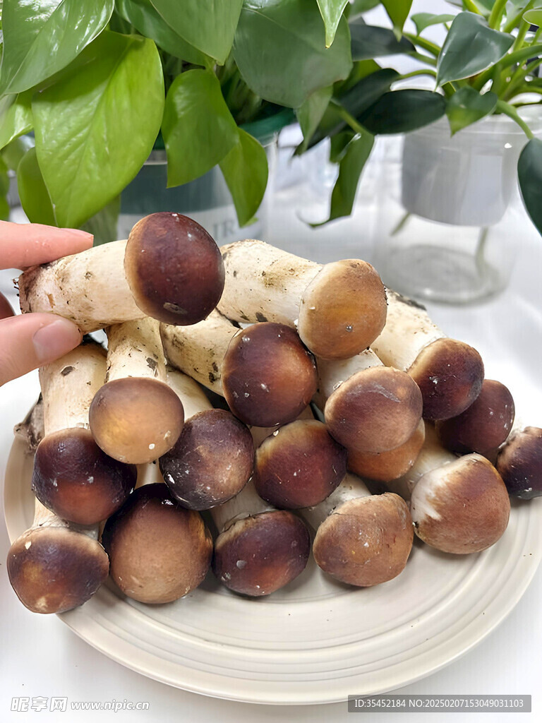 蘑菇