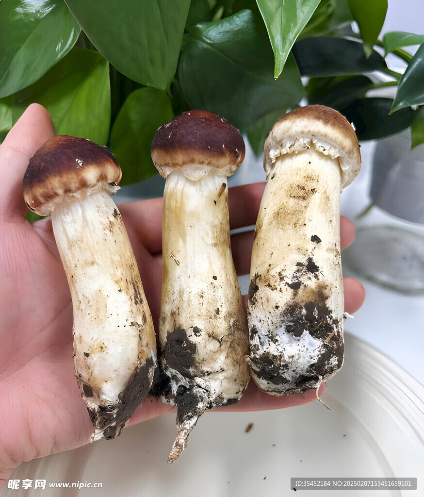 蘑菇