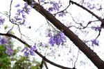 西昌蓝花楹
