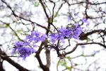 西昌蓝花楹