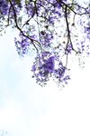 西昌蓝花楹