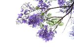 西昌蓝花楹