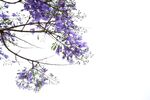 西昌蓝花楹