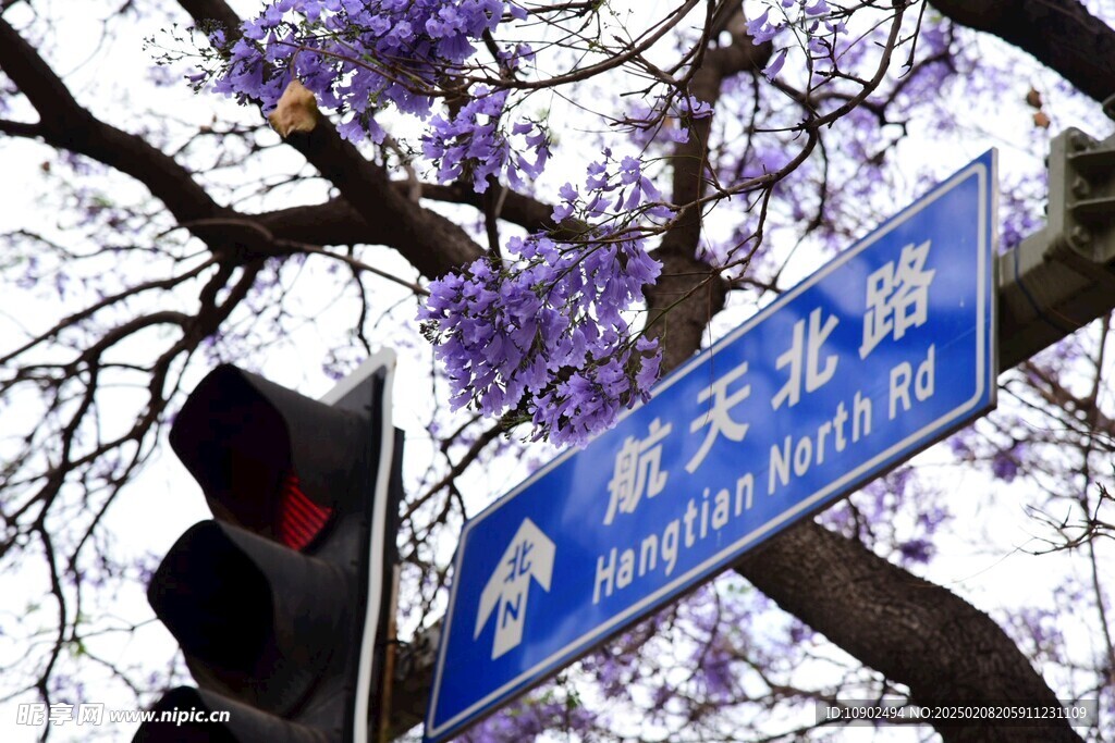 西昌蓝花楹