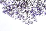 西昌蓝花楹