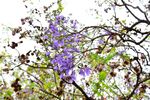 西昌蓝花楹