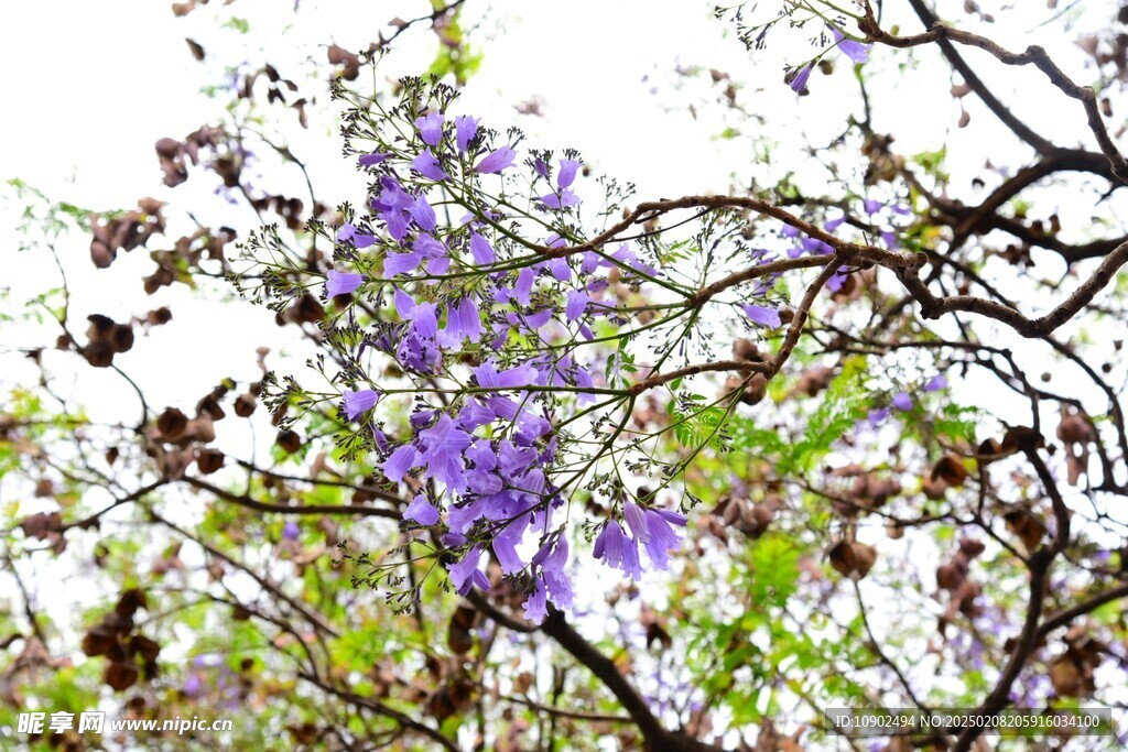 西昌蓝花楹