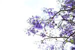 西昌蓝花楹