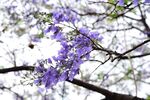 西昌蓝花楹
