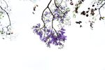 西昌蓝花楹