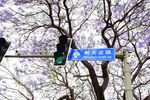 西昌蓝花楹