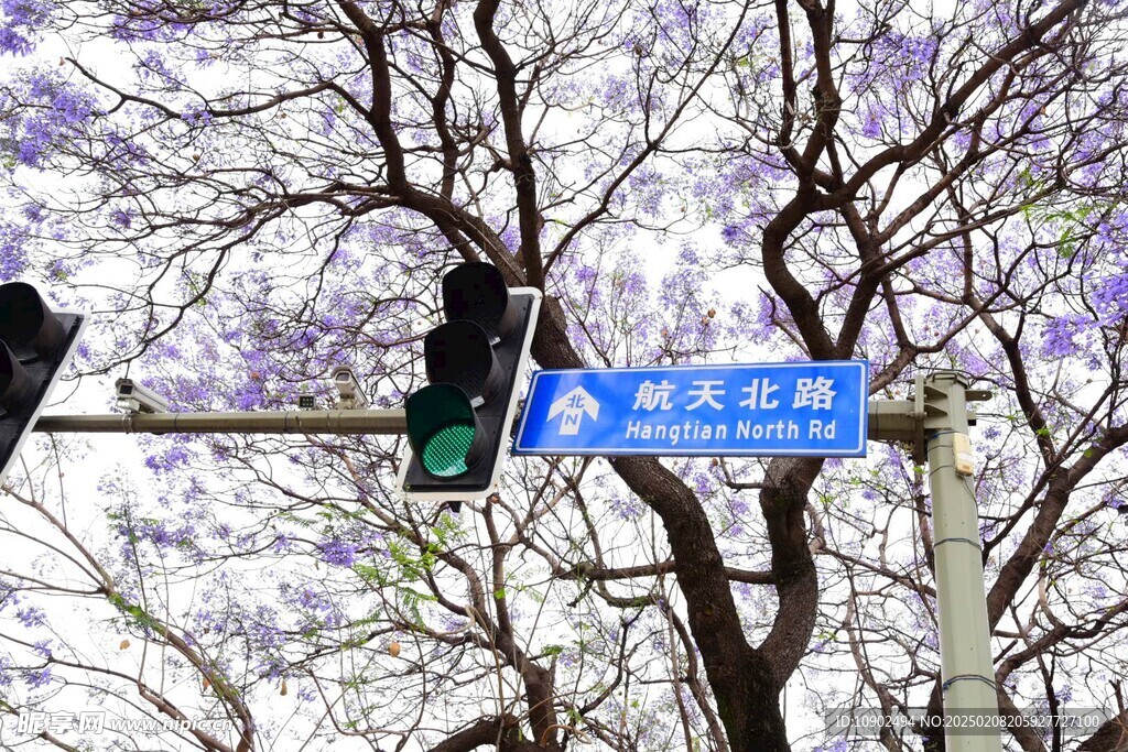 西昌蓝花楹