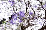 西昌蓝花楹