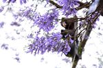 西昌蓝花楹