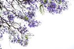 西昌蓝花楹