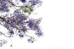 西昌蓝花楹