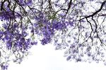西昌蓝花楹