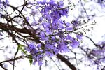 西昌蓝花楹