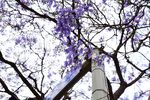 西昌蓝花楹