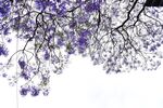 西昌蓝花楹