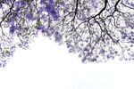 西昌蓝花楹