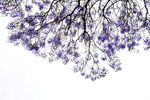 西昌蓝花楹